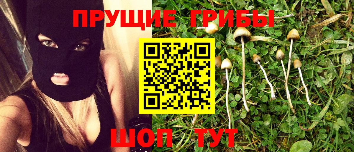 Псилоцибиновые грибы Psilocybine cubensis Киселёвск